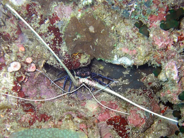 Little Lobster Está Projetando Por Trás Uma Rocha Mar Filipino — Fotografia de Stock