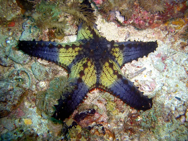 Filipinler Denizi Nde 2014 Balpeteği Seastar Pentaceraster — Stok fotoğraf