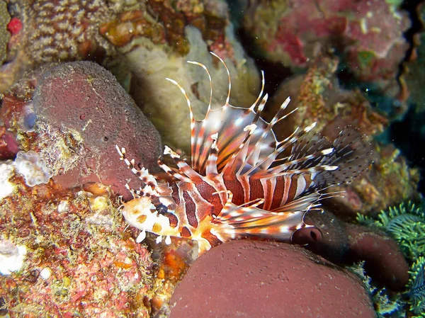 Риба Левиця Pterois Volitans Плаває Морі Філіпіно 2014 — стокове фото