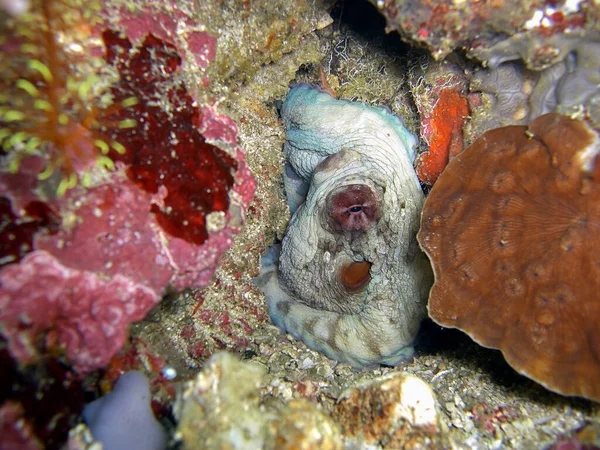 在菲利皮诺海地面上的章鱼Vulgaris 2015 — 图库照片