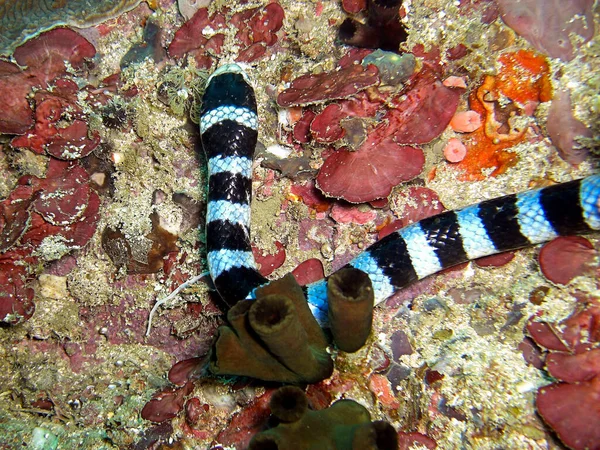 Banded Sea Krait Laticauda Colubrina Zemi Filipínském Moři 2015 — Stock fotografie