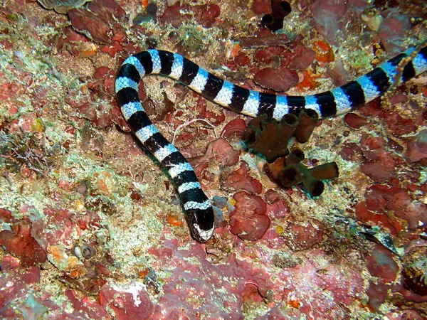 Filipinler 'de deniz Krait' i (Laticauda Colubrina) 27.1.2015