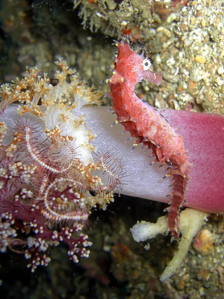 Pequeño Caballito Mar Suelo Mar Filipino 2015 —  Fotos de Stock