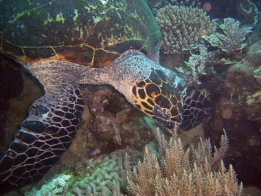 Deniz Kaplumbağası (Chelonia) Filipinler 'de 25.2.2014' te yüzmektedir.