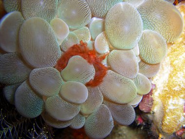 Orang utan Crab (Achaeus Japonicum) Filipinler 'de 1.3.2014' te görüldü.