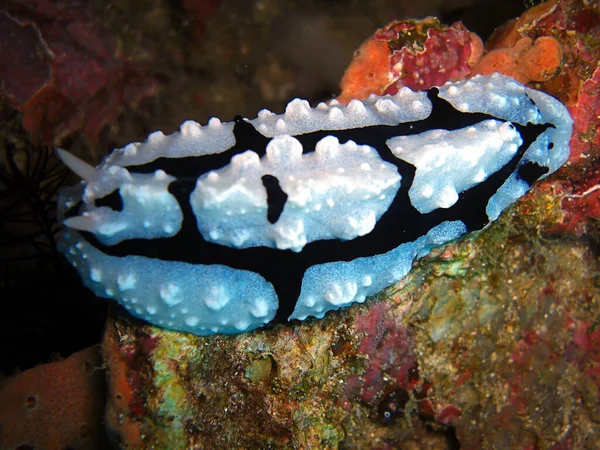 Nudibranch Limace Mer Phyllidia Varicosa Sol Dans Mer Philippine 2013 — Photo