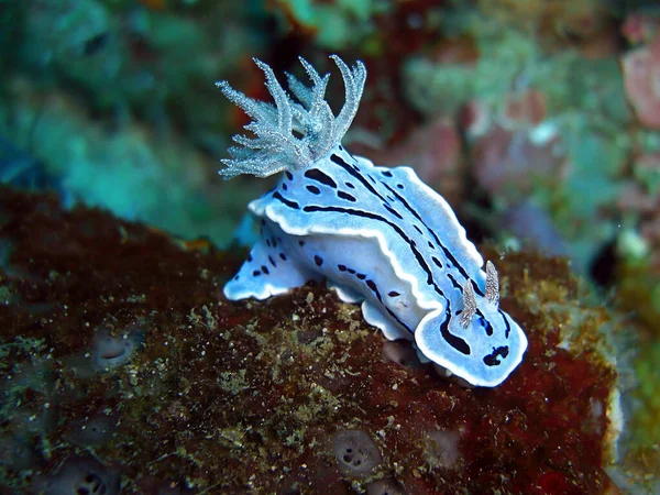 Willans Sea Slug Nudibranch Chromodoris Willani Nage Dans Mer Des — Photo