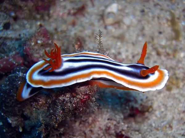 Limace Mer Nudibranch Chromodoris Magnifica Nage Dans Mer Philippine 2014 — Photo