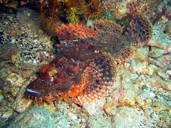 Tasseled Scorpionfish Scorpaenopsis Oxycephala Swims Filipino Sea 2013 — Stock Photo, Image