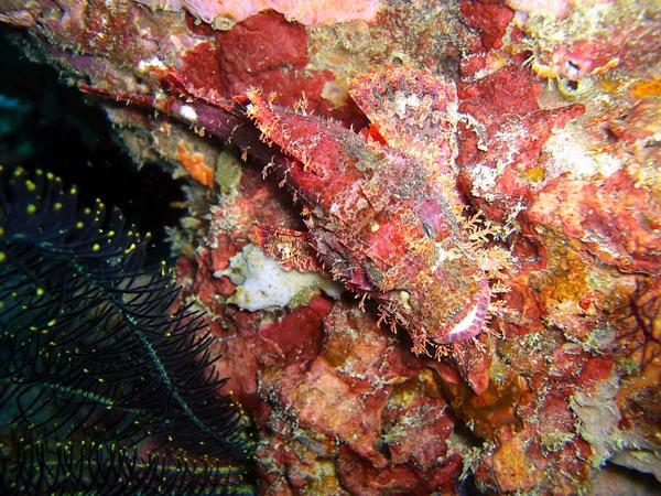 Scorpionfish Scorpaenopsis Oxycephala Nage Dans Mer Des Philippines 2013 — Photo