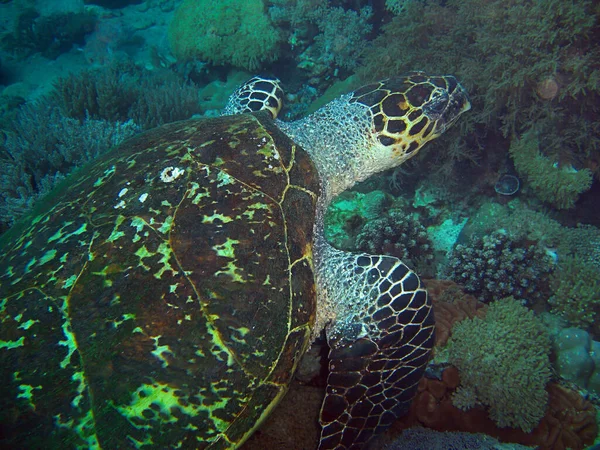 Deniz Kaplumbağası Chelonia Filipinler 2014 Yüzmektedir — Stok fotoğraf