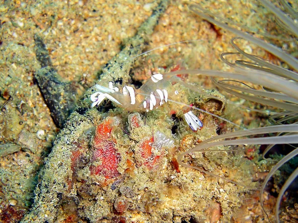 Креветки Землі Філіппінському Морі 2013 — стокове фото