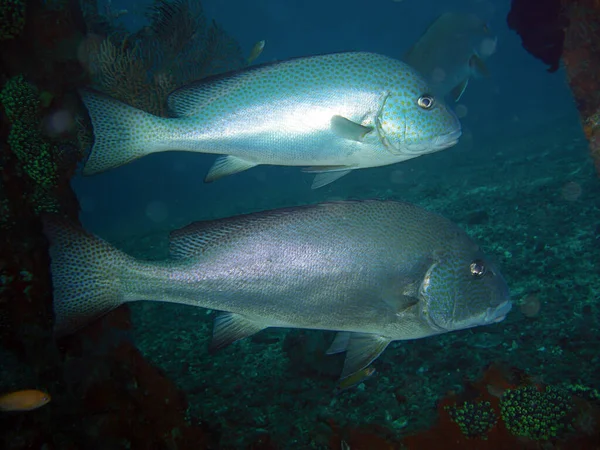 Two Painted Sweetlips Diagramma Pictum Swimming Together Filipino Sea 2013 — Stock Photo, Image