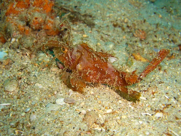 Scorpionfish Laranja Scorpaenopsis Chão Mar Filipino 2013 — Fotografia de Stock