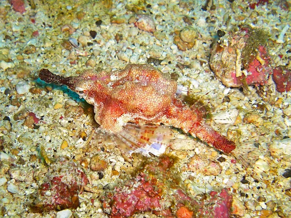 Pouco Desconhecido Peixe Com Nariz Único Está Nadando Longo Solo — Fotografia de Stock