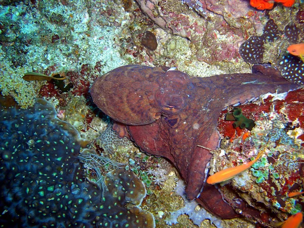 Octopus Está Nadando Mar Filipino 2014 — Fotografia de Stock