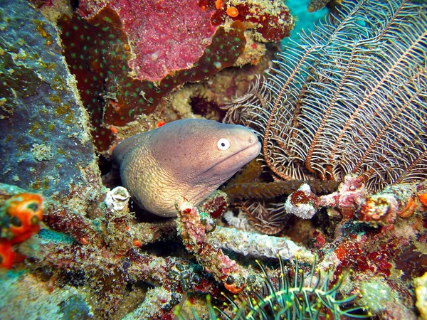 Moray Anguilla Dagli Occhi Bianchi Siderea Thyrsoideus Sporge Dietro Una — Foto Stock