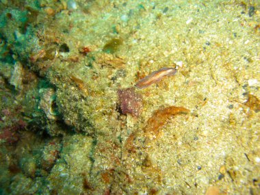 Platworm (Pseudoceros) Filipinler denizinde 17.10.2012