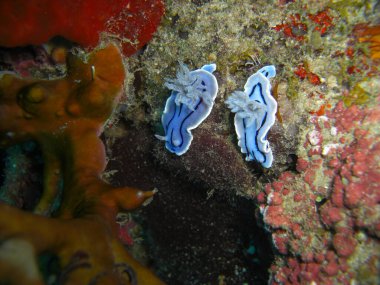 Filipinler Denizi 'nde Willans Çıplaklar veya Deniz Sümüklüböceği (Chromodoris Willani) 28.10.2012