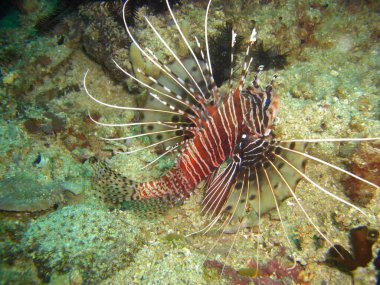 Kızıl Aslan Balığı (Pterois Volitans) Filipinler 'de 17.10.2012' de yüzer.