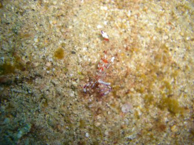 Filipinler denizinde yaygın Anemone Karidesi (Ancylomenes Magnificus) 28.11.2012