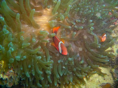 Küçük Palyaço Balığı (Amphiprion Percula) Filipinler 'de bir Anemone' da 17.10.2012