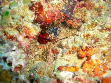 Mantis Karidesi (Odontodactylus Scyllarus) Filipinler denizinde 12.102012