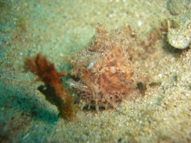 Tasseled Scorpionfish (Scorpaenopsis Oxycephala) Filipinler 'de 7.12.2012' de yüzer.