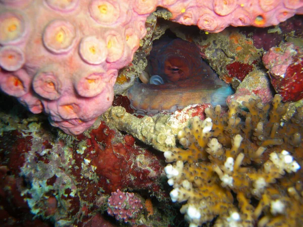 2012年10月29日在菲利皮诺海的地面上的章鱼 — 图库照片