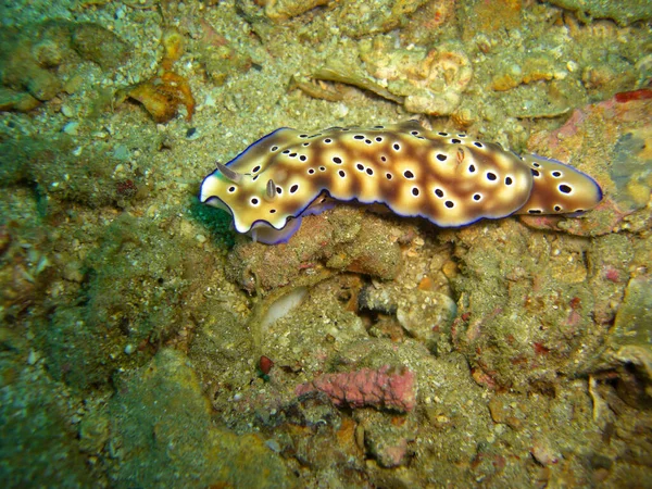 Mořský Slimák Neboli Nudibranch Chromodoris Kunei Zemi Filipínském Moři 2012 — Stock fotografie