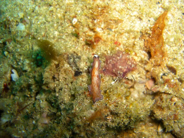 Platworm Pseudoceros Ground Filipino Sea 2012 — стоковое фото