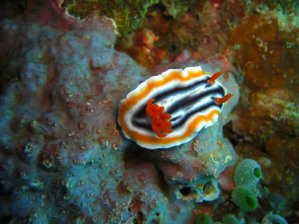 Sea Slug Nudibranch Chromodoris Quadroni Terra Nel Mare Filippino 2012 — Foto Stock