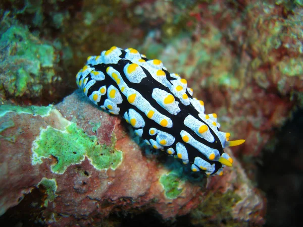 Nudibranch Sea Slug Phyllidia Varicosa Ground Filipino Sea 1210 2012 — Stock Photo, Image