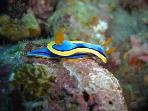 Nudibranch Limace Mer Chromodoris Quadricolor Sol Dans Mer Philippine 2012 — Photo