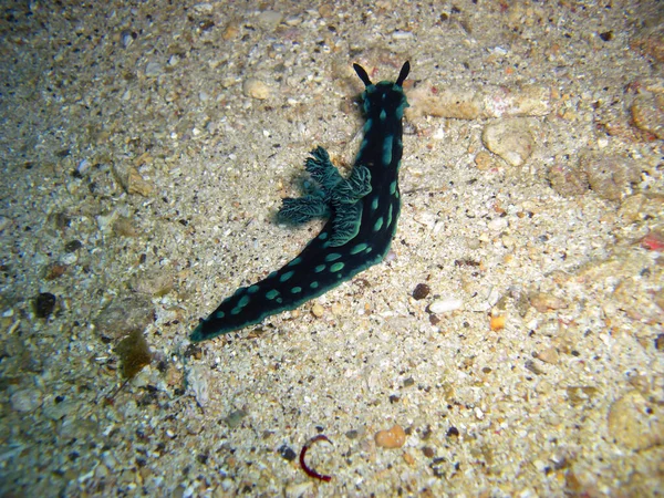 Limace Mer Nudibranch Nembrotha Christata Sol Dans Mer Philippine 2012 — Photo