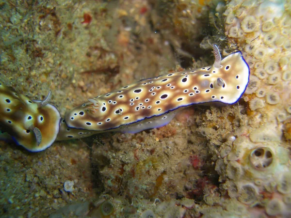 Sea Slug Nudibranchia Hypselodoris Trioni Terra Nel Mare Filippino 2012 — Foto Stock