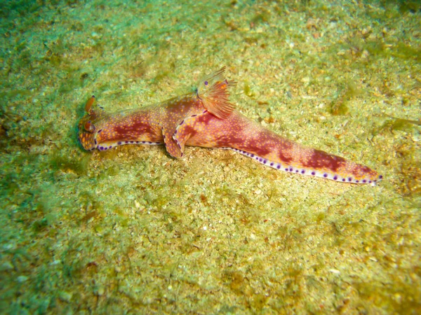 Sea Slug Eller Nudibranch Ceratosoma Trilobatum Marken Filipino Havet 2012 — Stockfoto