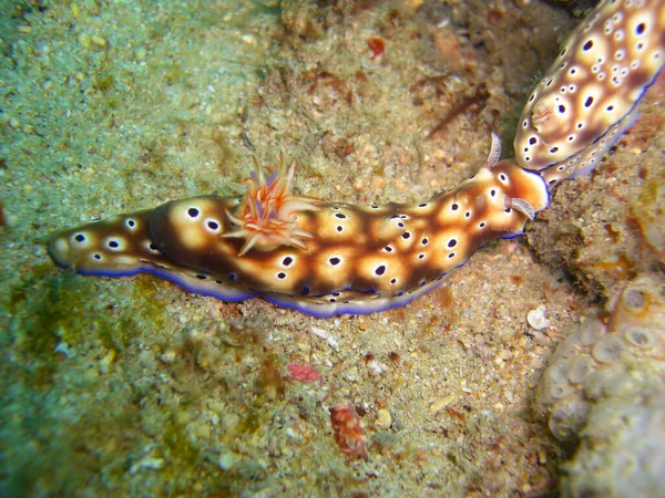 Mořský Slimák Neboli Nudibranch Hypselodoris Trioni Zemi Filipínském Moři 2012 — Stock fotografie