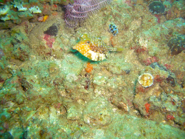 Longhorn Cowfish Boxfish Lactoria Cornuta Swims Filipino Sea 2012 — Stock Photo, Image