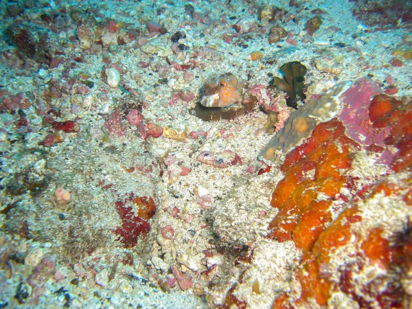 Longhorn Cowfish Boxfish Lactoria Cornuta Nada Mar Filipino 2012 — Fotografia de Stock