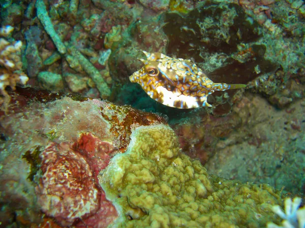 Longhorn Cowfish Boxfish Lactoria Cornuta Nuota Nel Mare Del Filippino — Foto Stock
