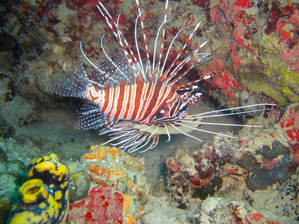 フィリピン海でのアカアシカ Pterois Volitans の泳ぐ姿 2012 — ストック写真