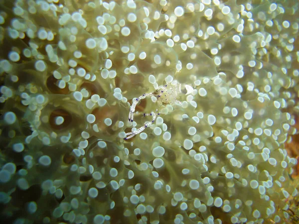 Common Anemone Shrimp Ancylomenes Magnificus Anemone Filipino Sea 2012 — Stock Photo, Image