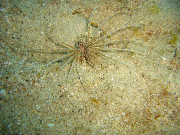 Красная Львица Pterois Volitans Плавает Море Филипино 2012 — стоковое фото