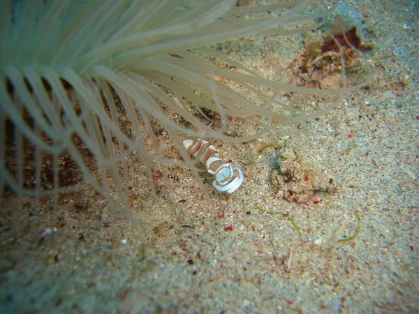 Anemone Karidesi Ancylomenes Magnificus Filipinler Deki Bir Anemone Denizinde 2012 — Stok fotoğraf