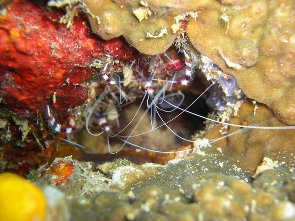フィリピン海の地面にエビ Lysmata Amboinensis を掃除する22 2012 — ストック写真