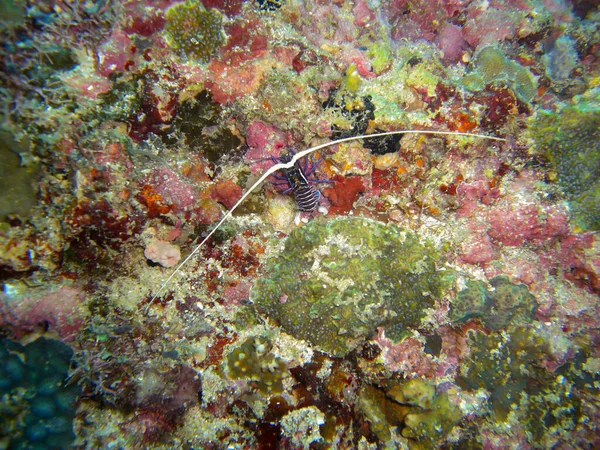 2012年12月8日在菲利皮诺海地面上的龙虾 — 图库照片