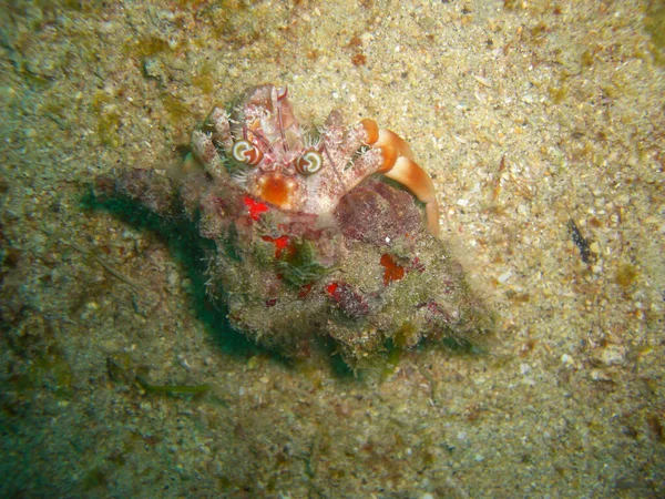 Keşiş Yengeci Paguroidea Filipinler Denizinde Yerde 2012 — Stok fotoğraf