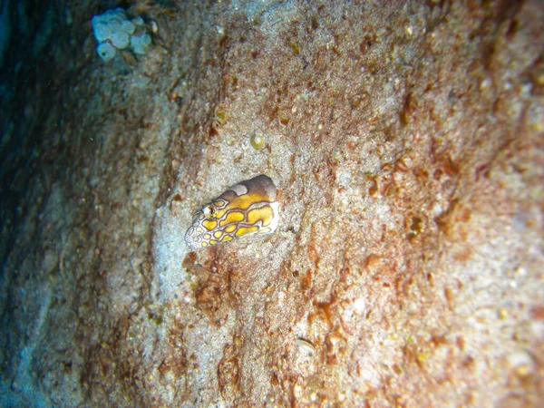 Stargazer Snake Eel Brachysomophis Cirrocheilos Виходить Море Філіппінців 2012 — стокове фото