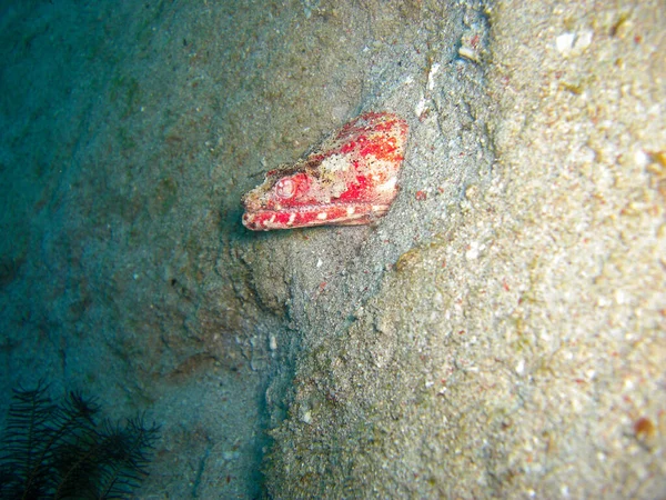 Stargazer Snake Eel Brachysomophis Cirrocheilos 于2012年11月30日在菲利皮诺海域现身 — 图库照片